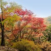 淡い色の紅葉