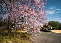 椿寒桜