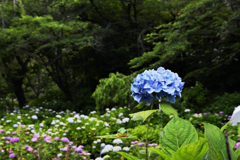 紫陽花と蛙