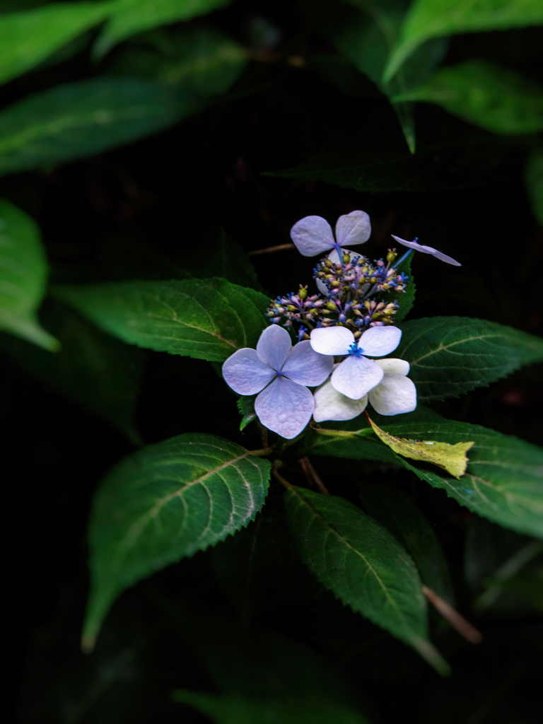 紫陽花5
