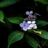 紫陽花5