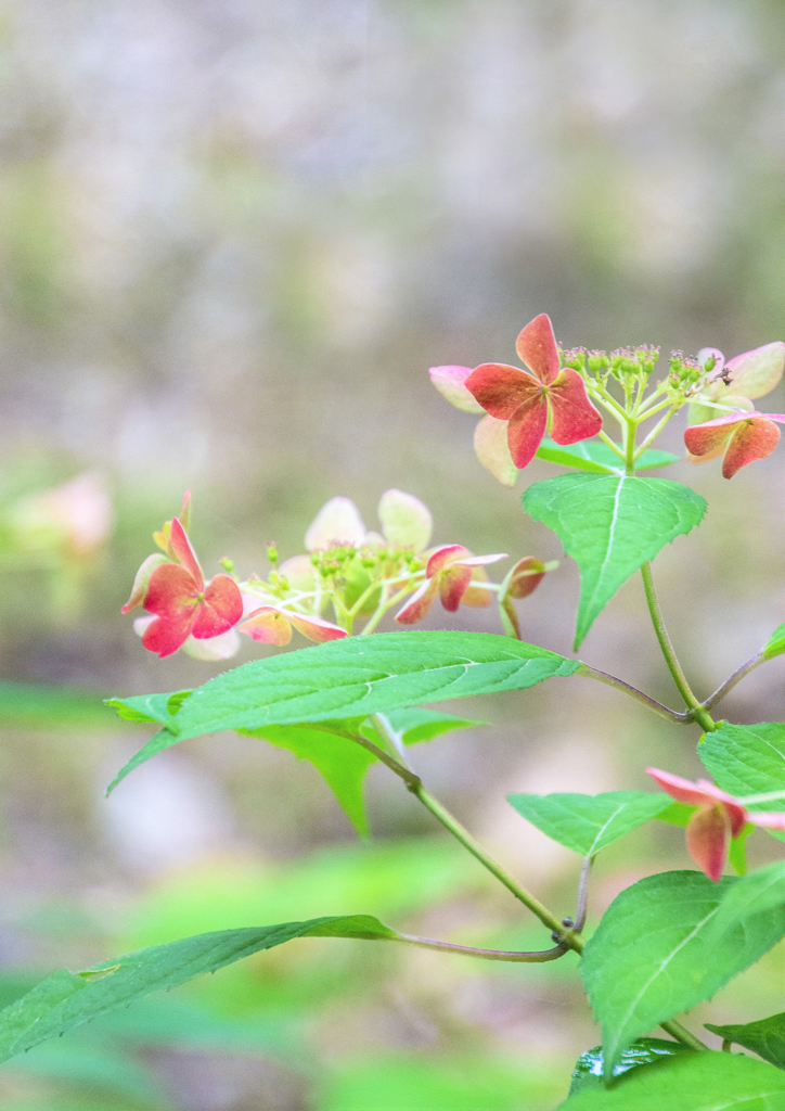 紫陽花2