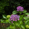 渦紫陽花