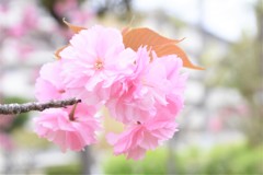 八重桜　１