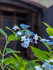 紫陽花11