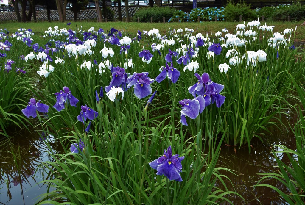 水元公園の花菖蒲　3