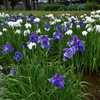水元公園の花菖蒲　3