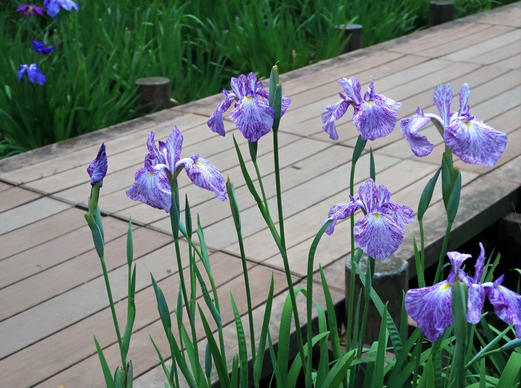 水元公園の花菖蒲　17