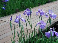 水元公園の花菖蒲　17