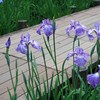 水元公園の花菖蒲　17