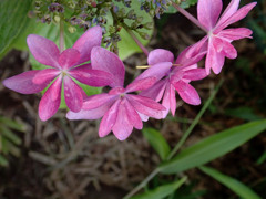 紫陽花　「ダンスパーティー」仲良くならんで