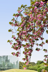 八重桜と温室