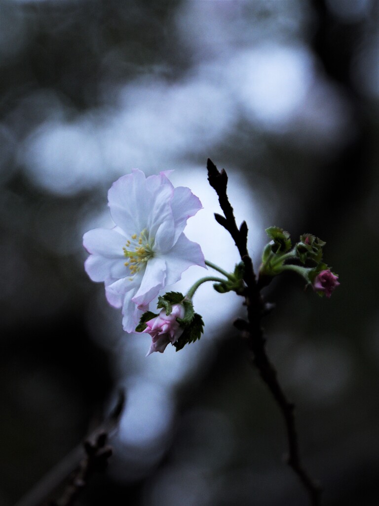 ９月の十月桜