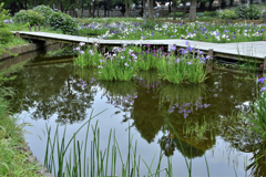 水元公園の花菖蒲　10