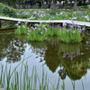 水元公園の花菖蒲　10