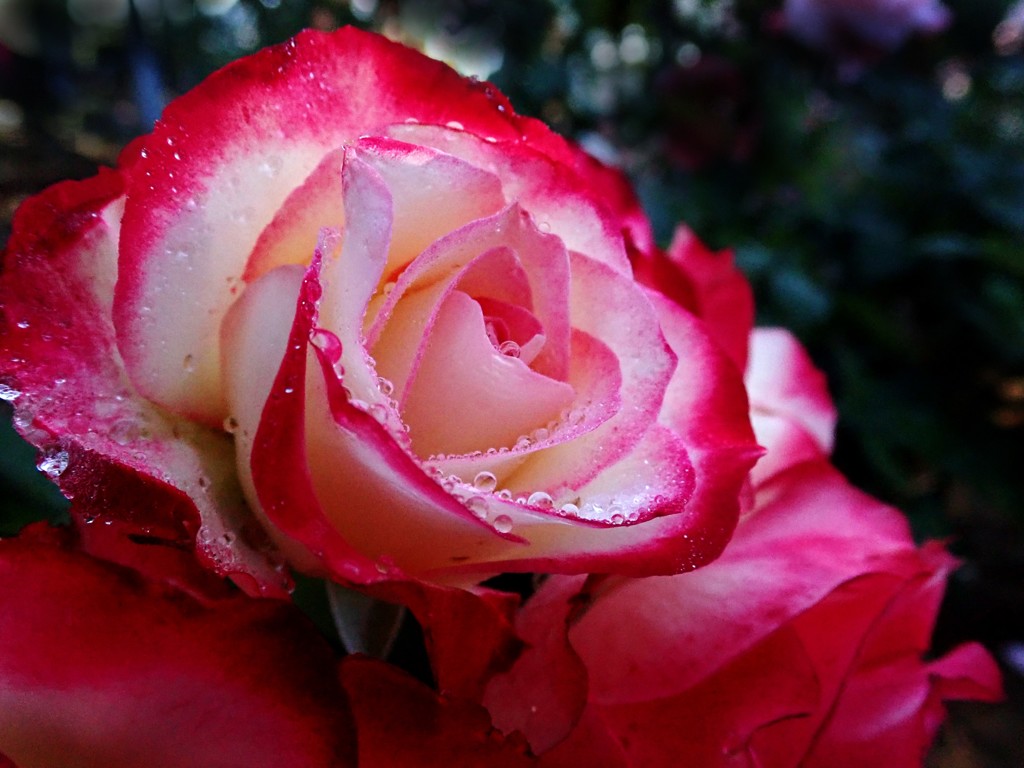 水滴のある赤い薔薇