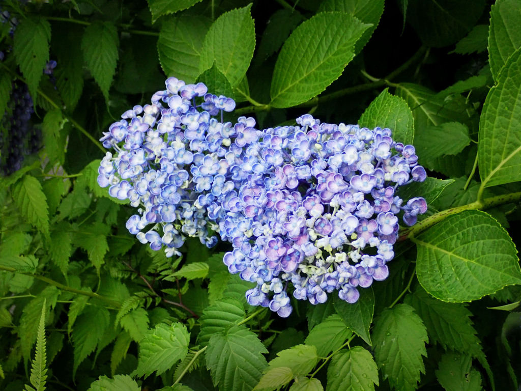 渦紫陽花　仲良く