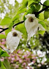 ハンカチの木の花　1