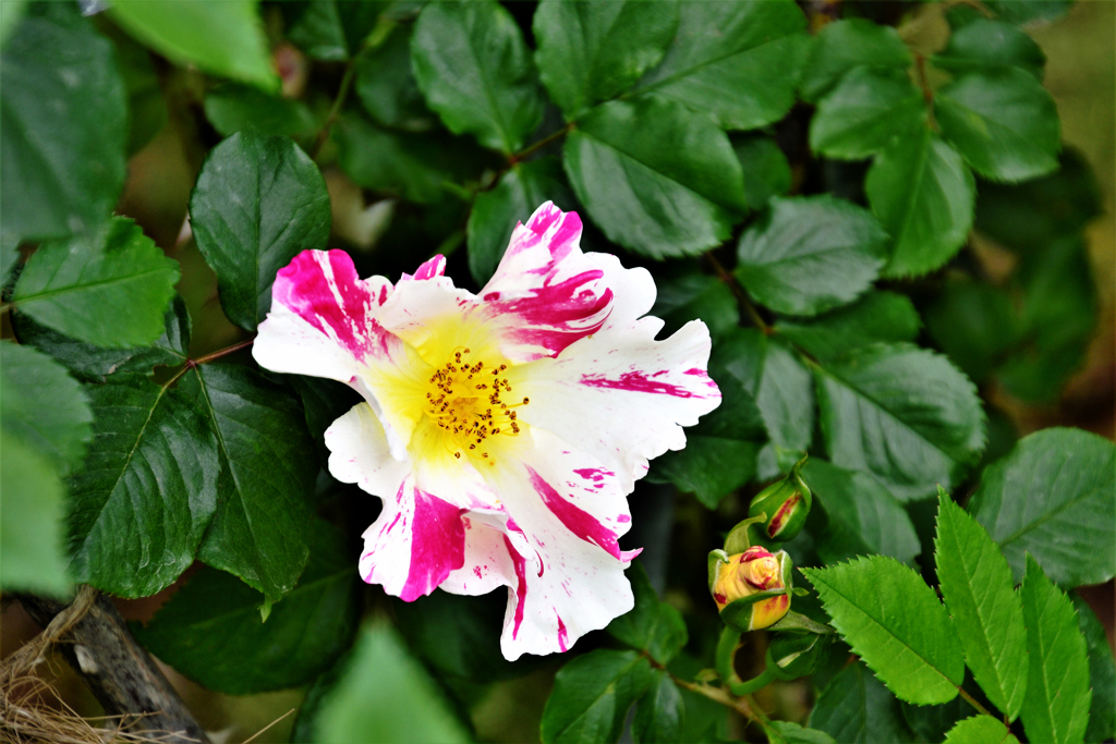 絞り咲きの薔薇