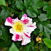 絞り咲きの薔薇