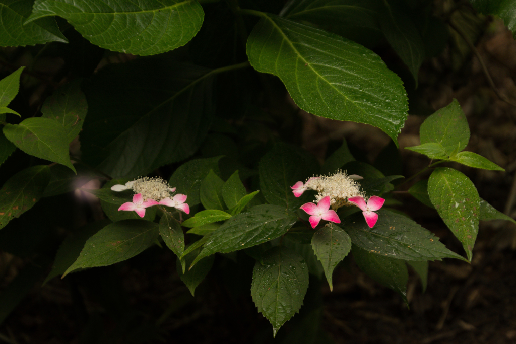 山紫陽花　紅（くれない）