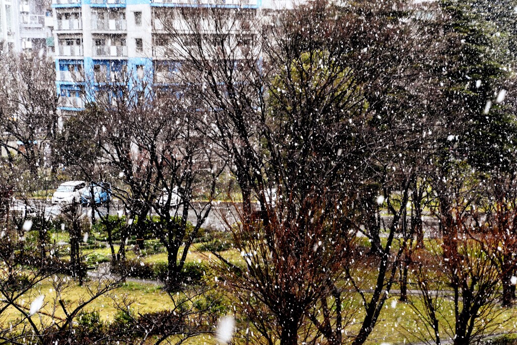 ぼたん雪
