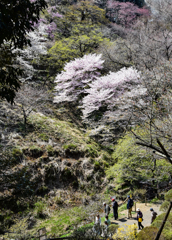 二本の大きな桜