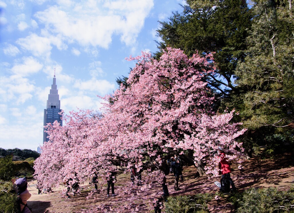 ドコモタワーと寒桜