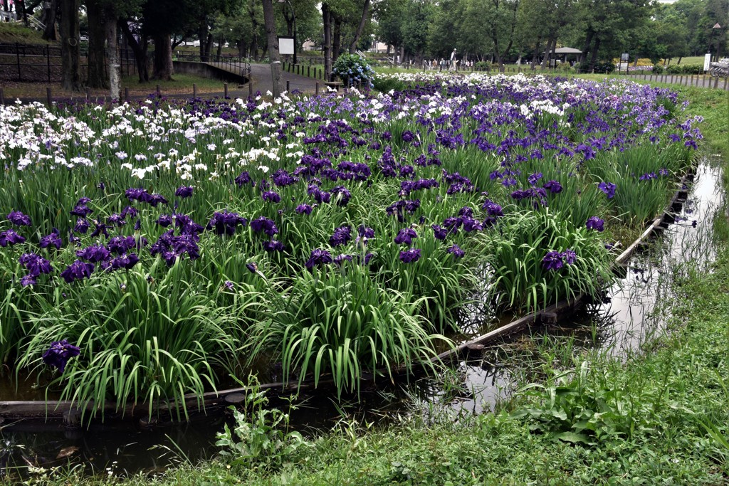 水元公園の花菖蒲　2