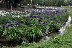 水元公園の花菖蒲　2