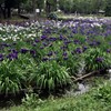 水元公園の花菖蒲　2