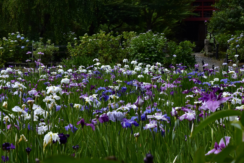 東村山　北山公園の花菖蒲　2