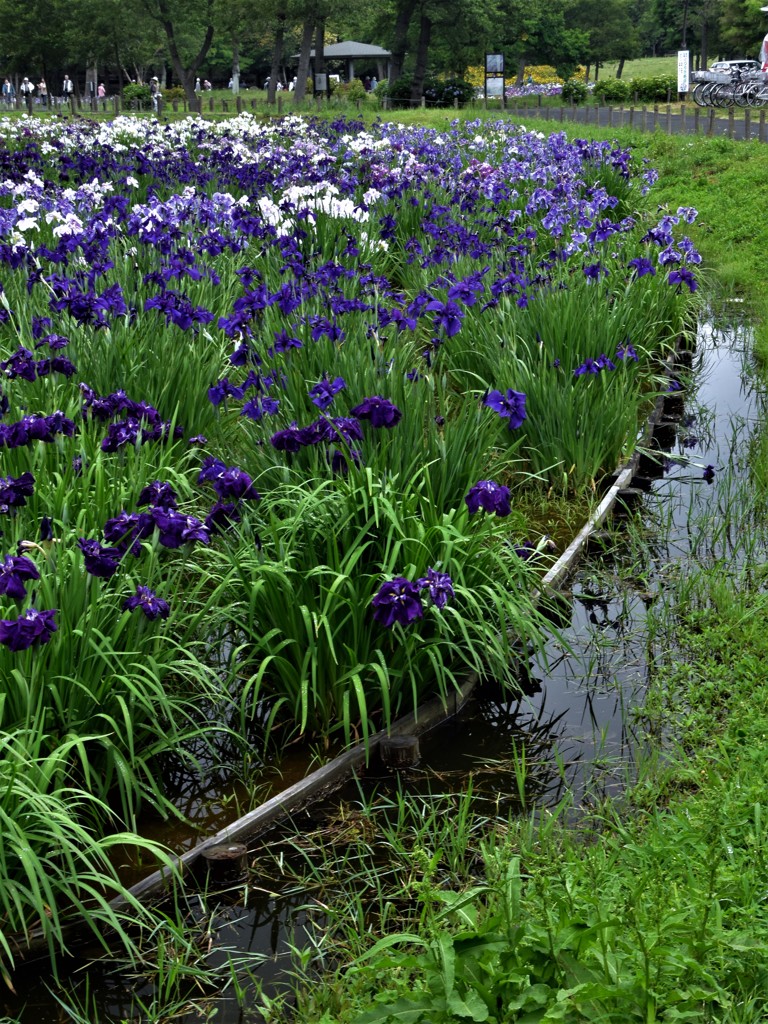 水元公園の花菖蒲　１