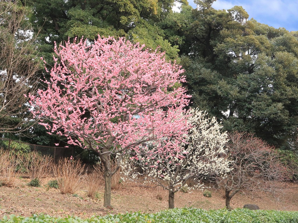 皇居東御苑　紅白の梅