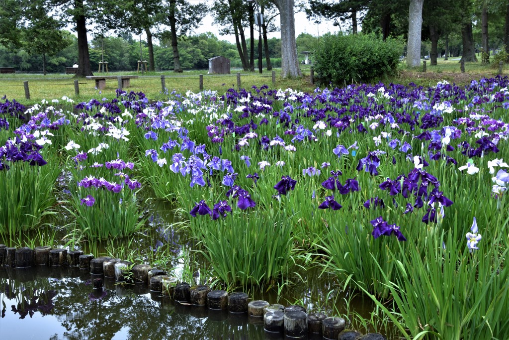 水元公園の花菖蒲　11