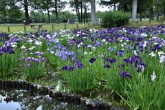 水元公園の花菖蒲　11