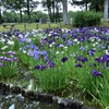 水元公園の花菖蒲　11