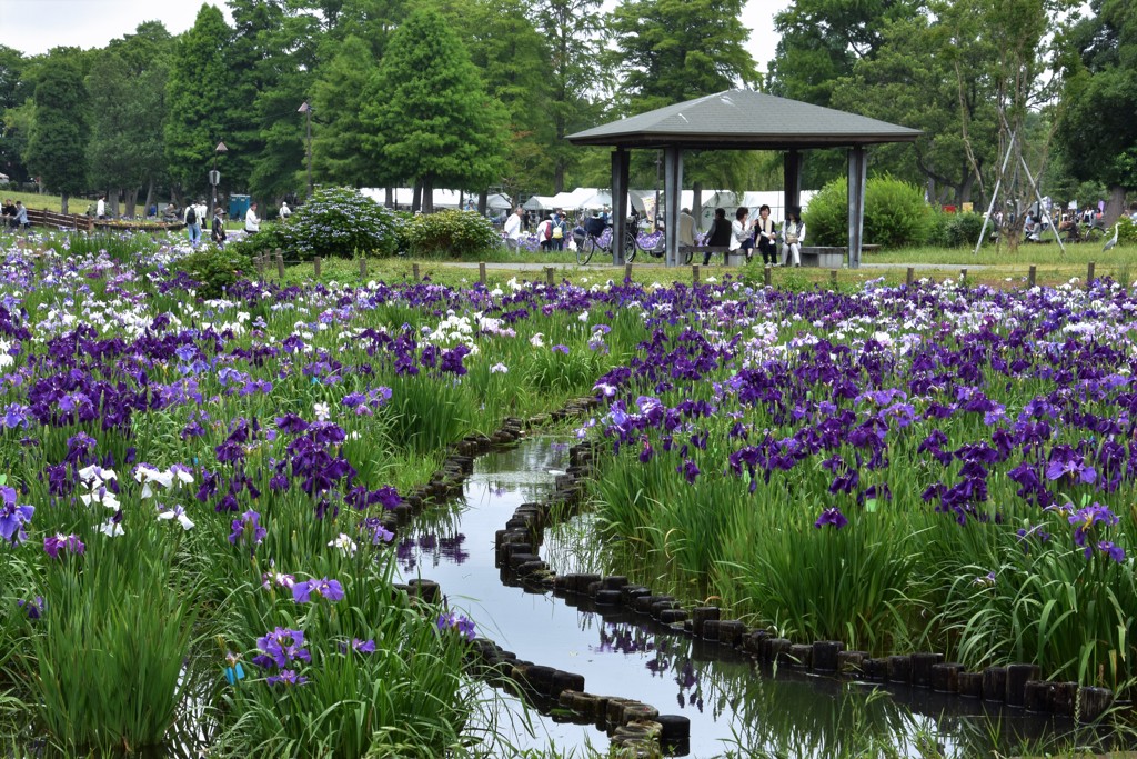 水元公園の花菖蒲　9