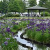 水元公園の花菖蒲　9