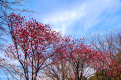 寒緋桜