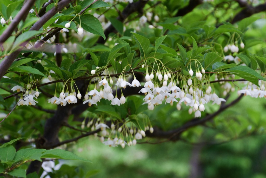 エゴの木の花