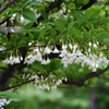 エゴの木の花