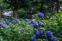 黒軸紫陽花7