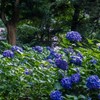 黒軸紫陽花7