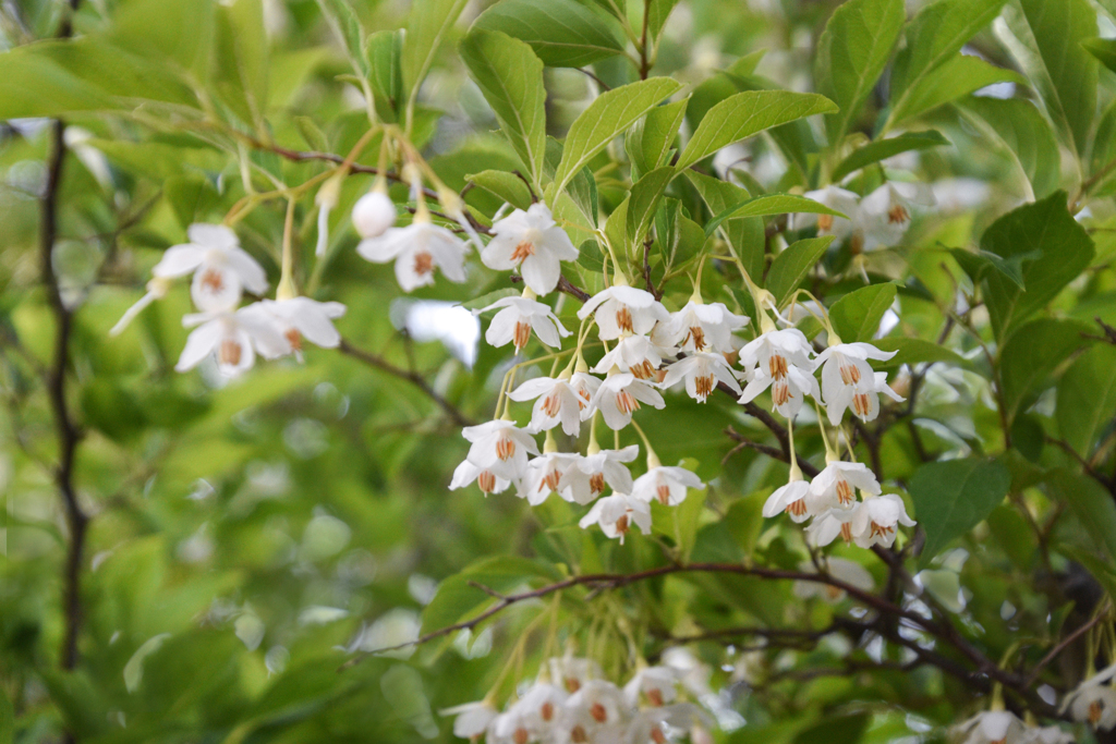 エゴの木の花　３