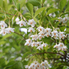 エゴの木の花　３