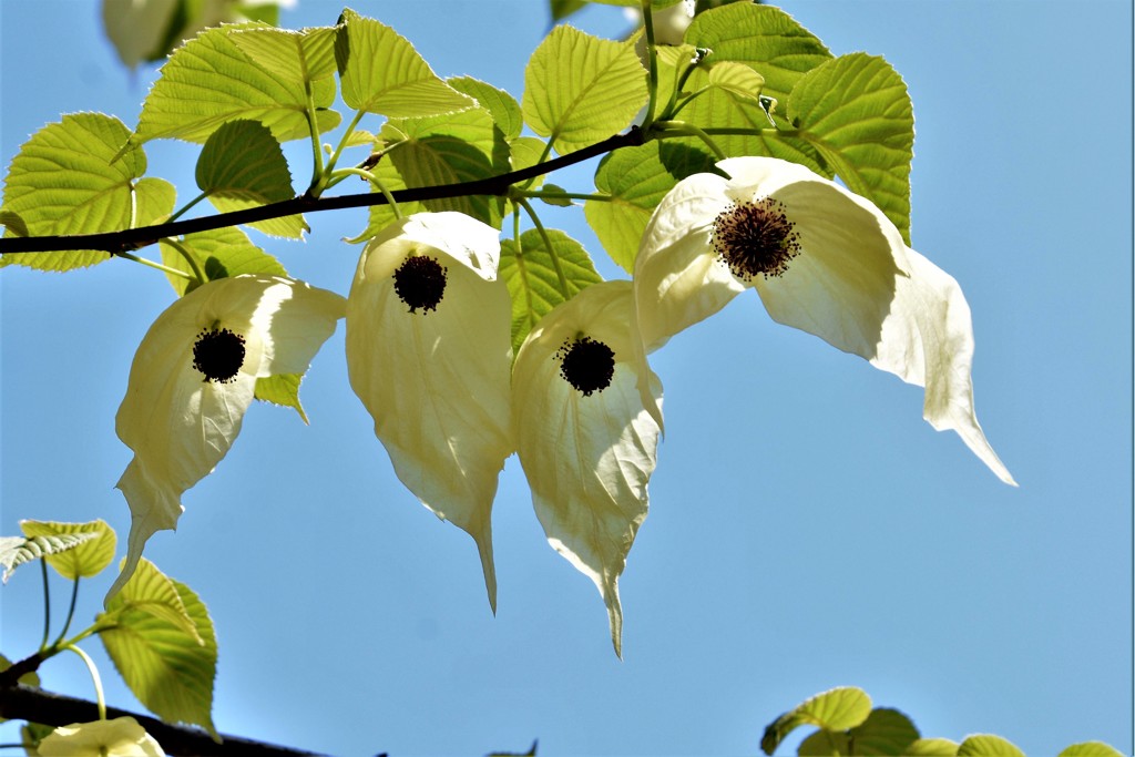 ハンカチの木の花