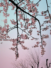 桜2 夕焼け風に加工
