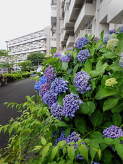 住宅地に咲く渦紫陽花