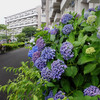 住宅地に咲く渦紫陽花